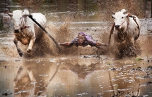 Carrera de vacas